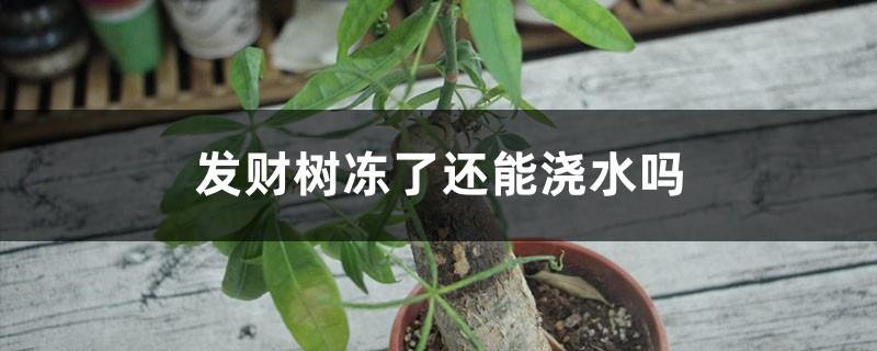 Can the money tree still be watered when it is frozen? How to water it