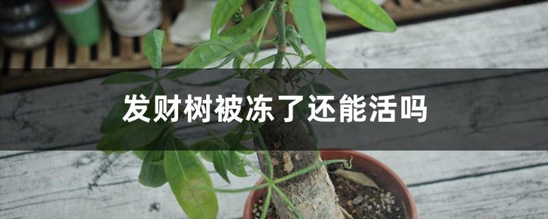 Can a money tree survive if it is frozen? Can it survive if the trunk is rotten?