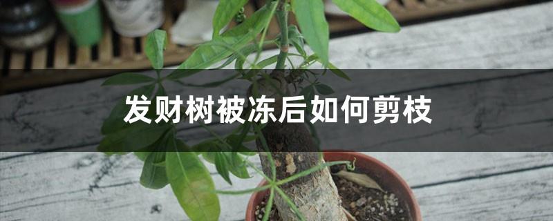 How to prune the branches of the money tree after it is frozen, and when to prune it