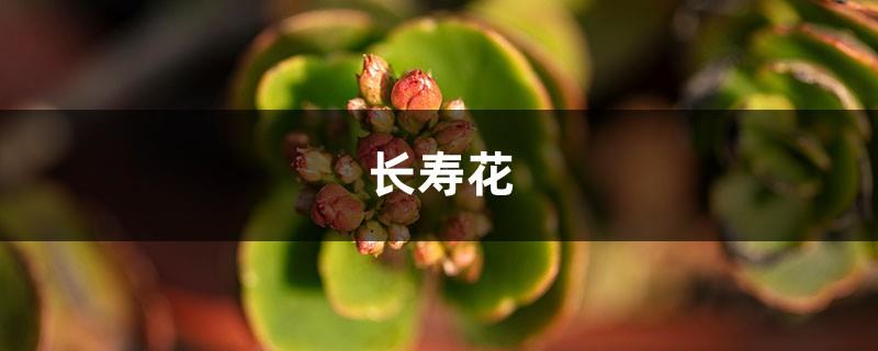 Pour some water on vegetables in Changshou, and the yellow flowers turn into orange flowers in 10 days, and they bloom more and more delicately!