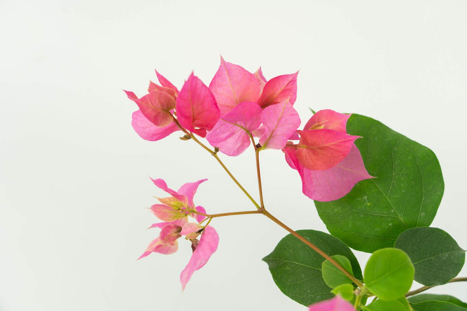 Bougainvillea