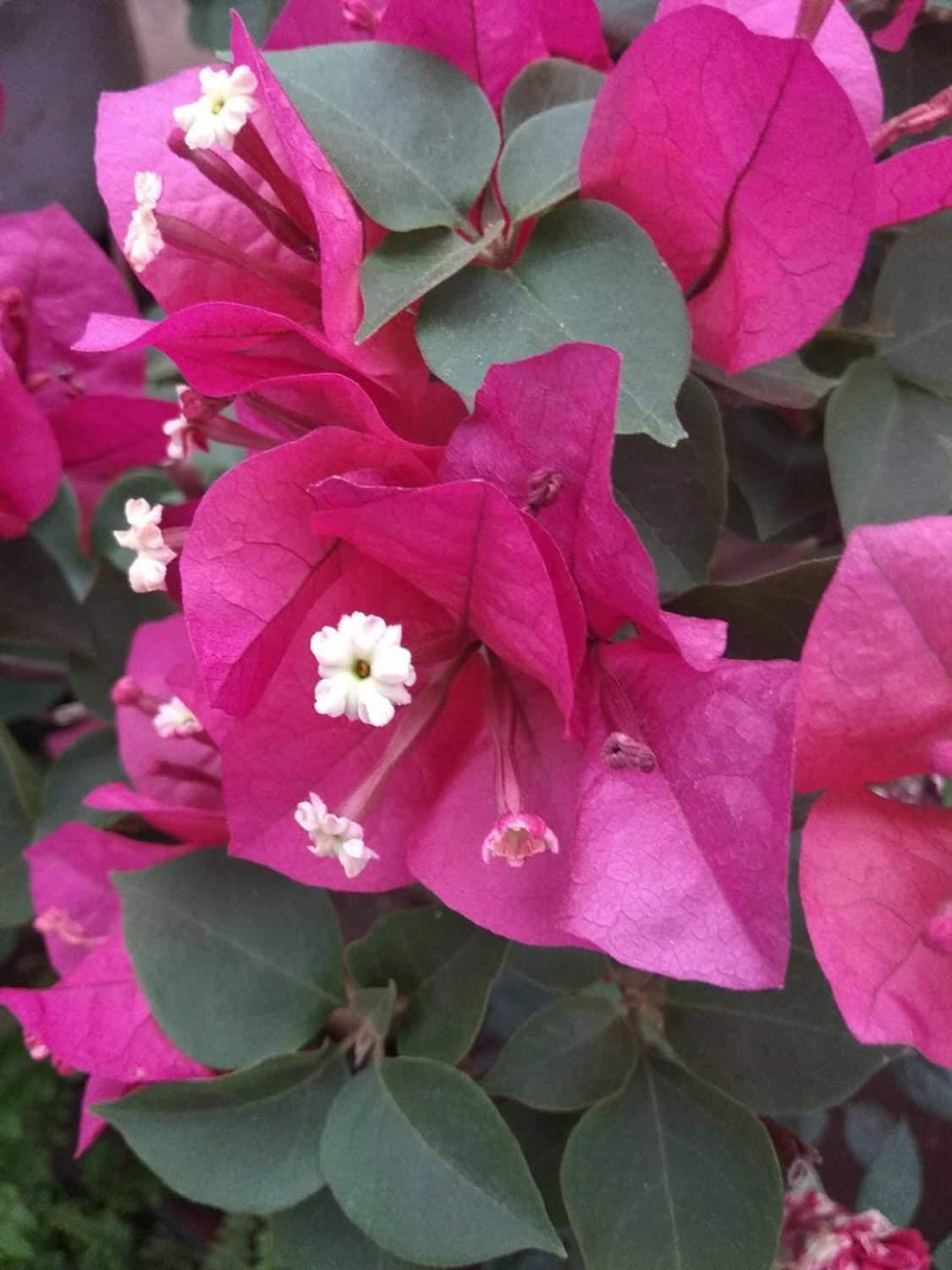 Bougainvillea