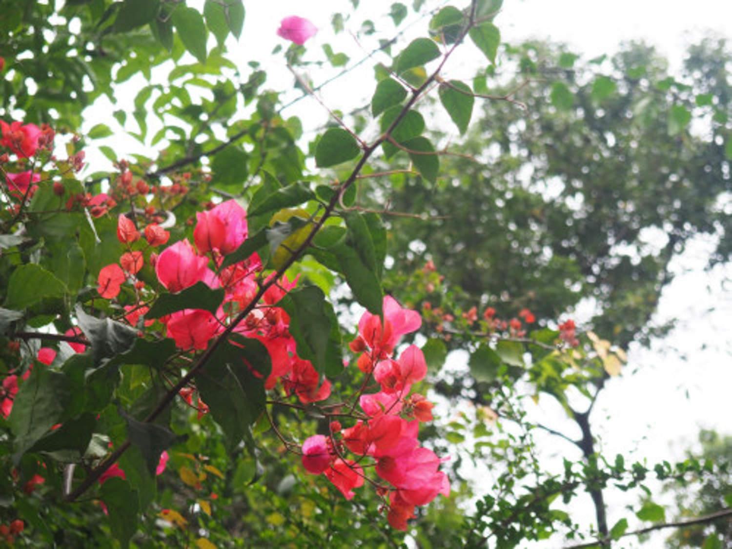 Bougainvillea