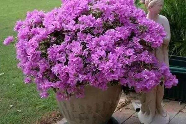 Cut the head of Bougainvillea 