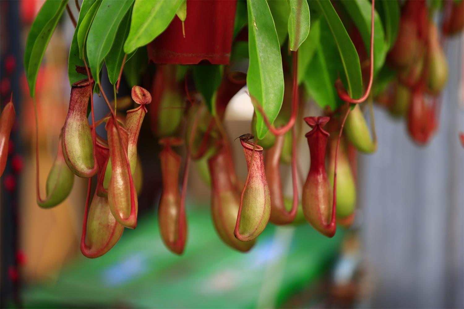 Nepenthes