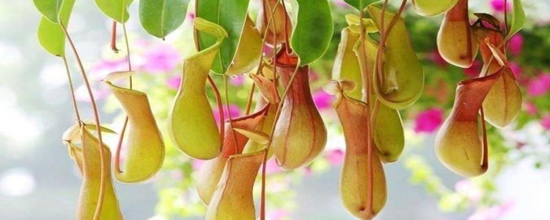 How to divide pitcher plants (with complete list of propagation methods)