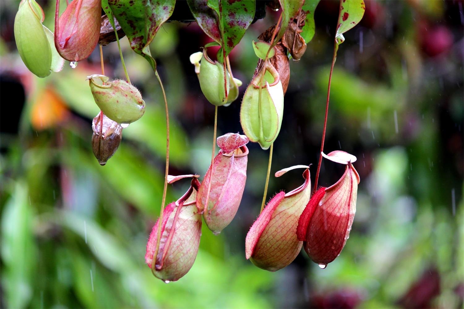 Nepenthes