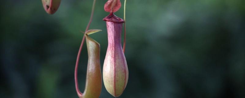 In which month are the cuttings of Nepenthes planted? Do I need to water them after cutting?