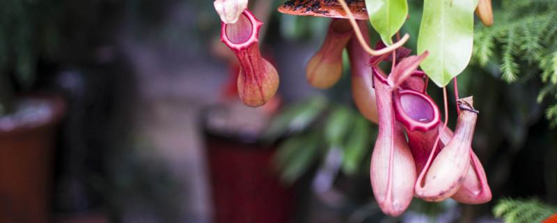 Can the pitcher plant bottle be cut off? Will it die?