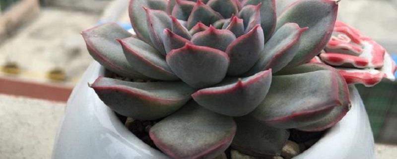 How to raise Orion succulent