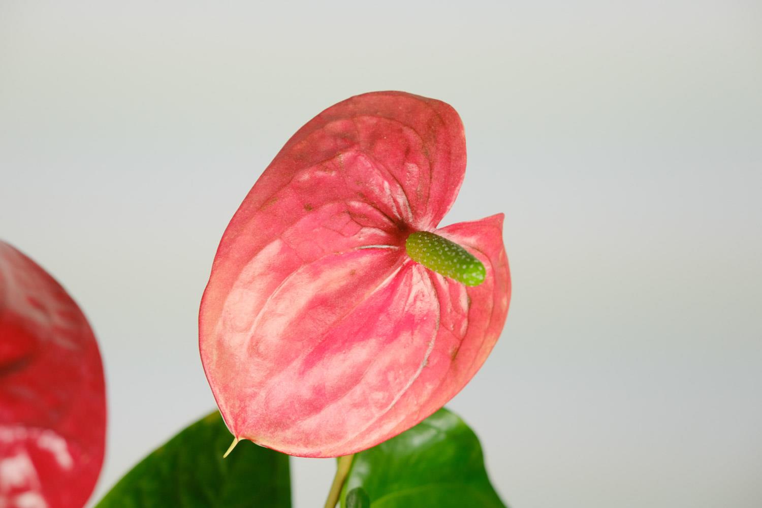 Anthurium