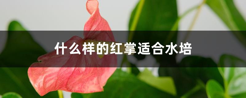 What kind of anthurium is suitable for hydroponics