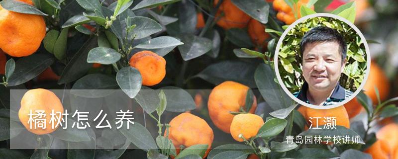 How to grow orange trees