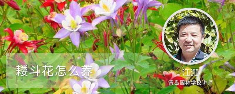 How to grow columbine flowers