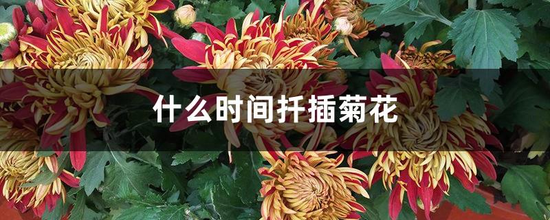 When to Cut Chrysanthemums