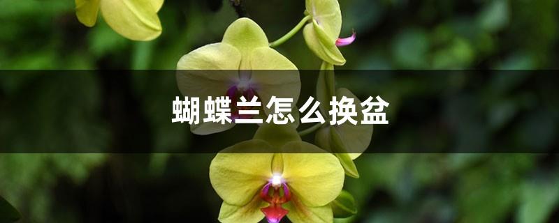 How to repot a Phalaenopsis