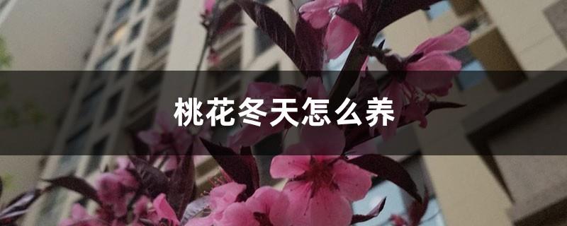 How to raise peach blossoms in winter