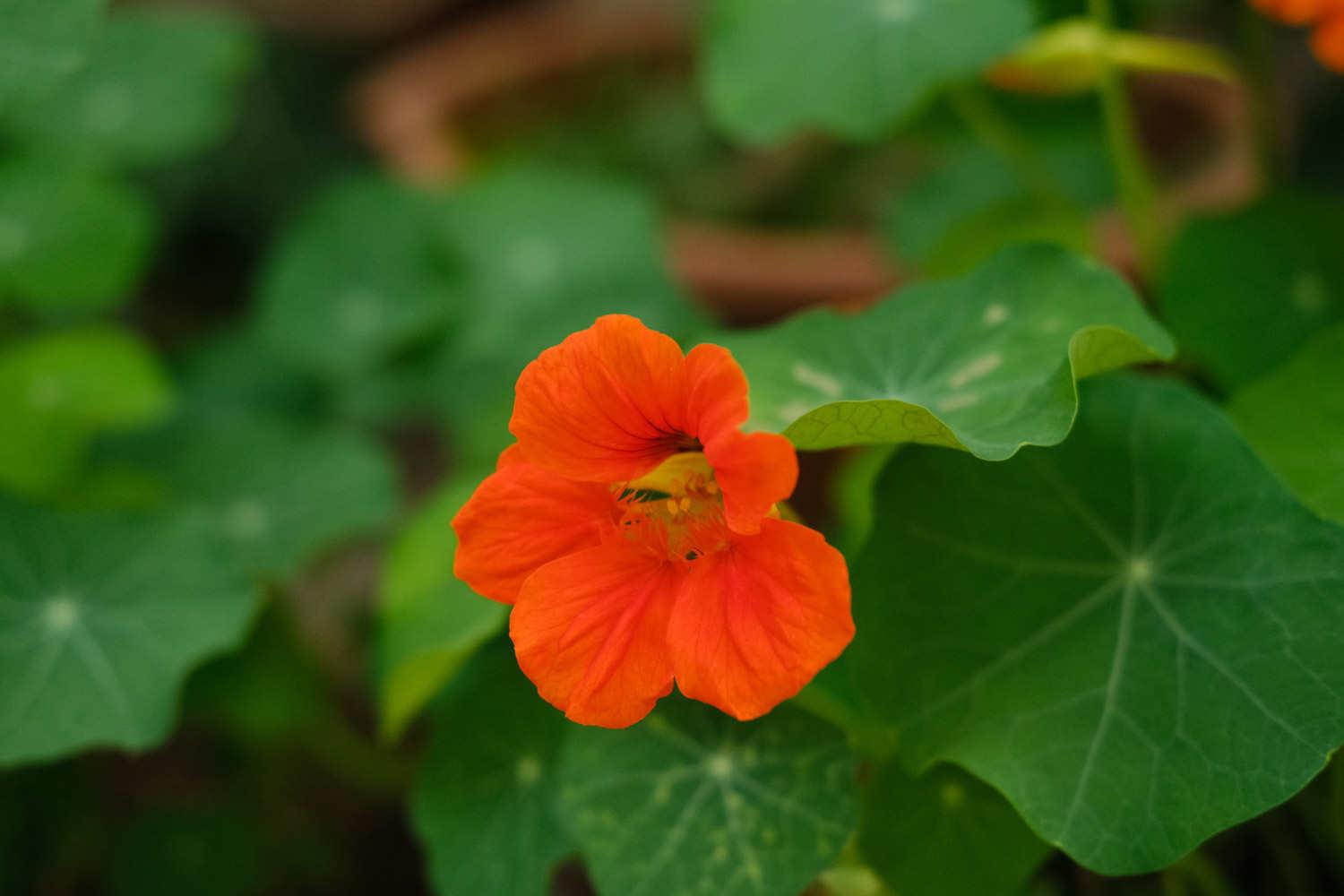 Nasturtium