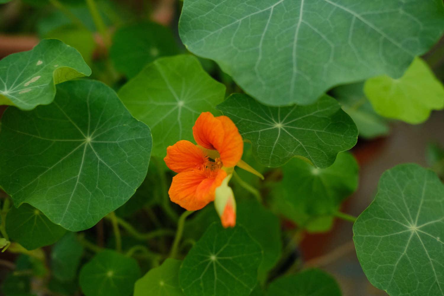 Nasturtium