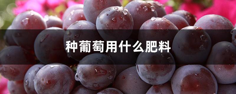 What kind of fertilizer should be used for potted grapes