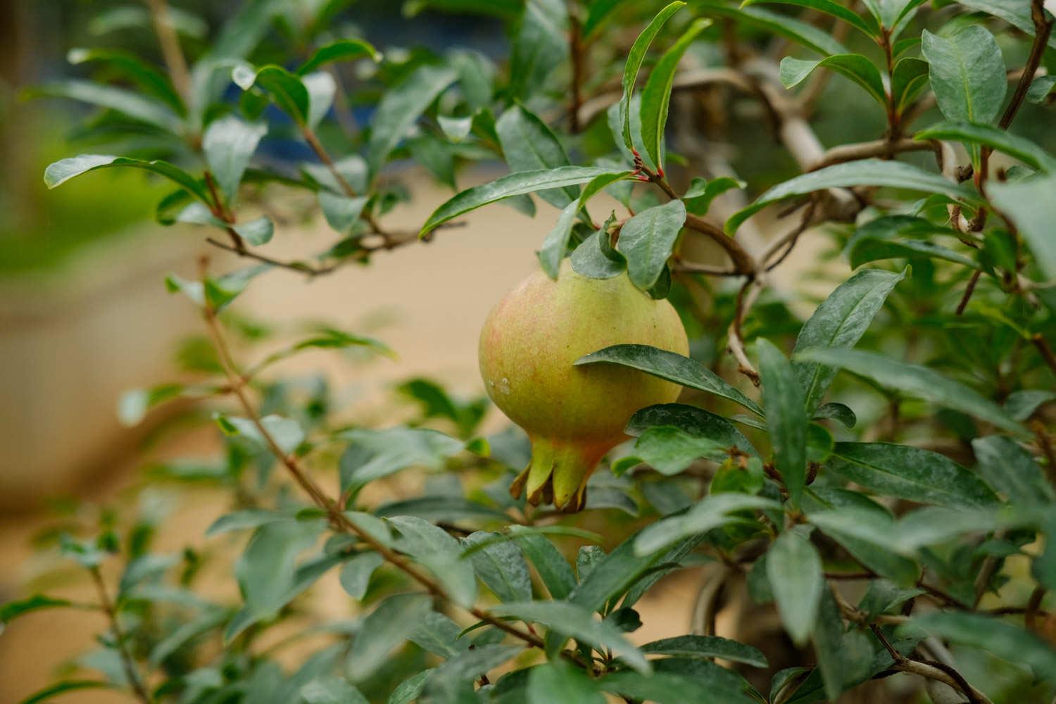 Pomegranate