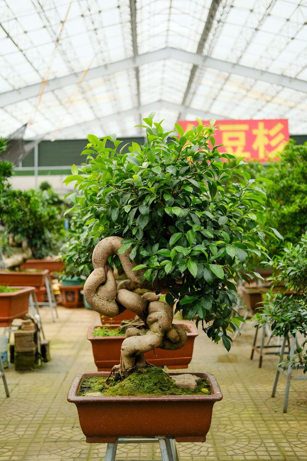 Ginseng Ficus