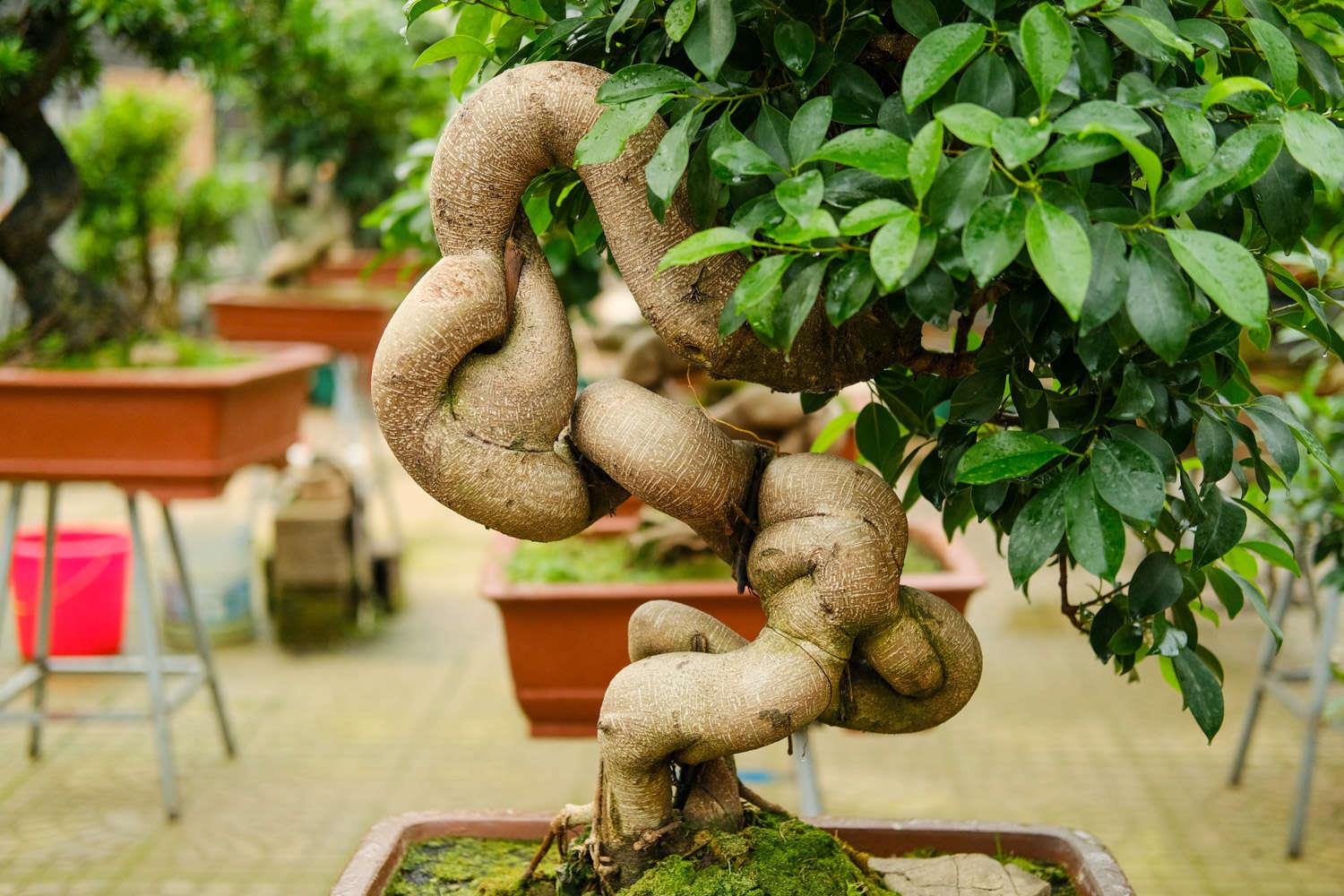 Ginseng Ficus