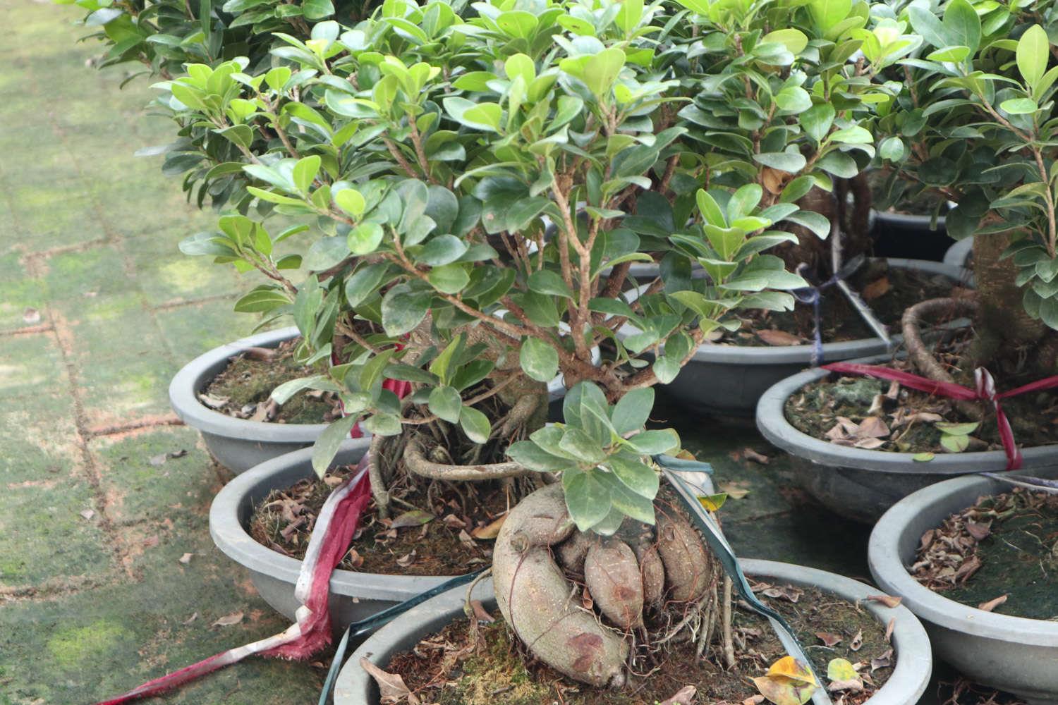 Ginseng Ficus