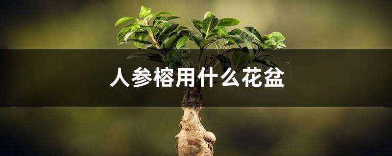 What flower pot to use for ginseng fig