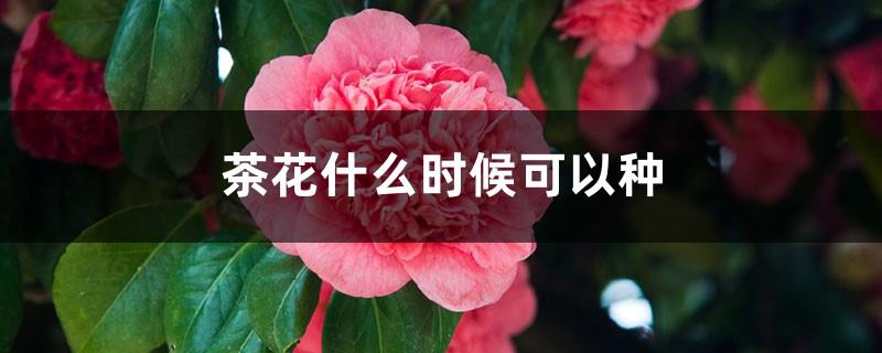 When can Camellia be planted