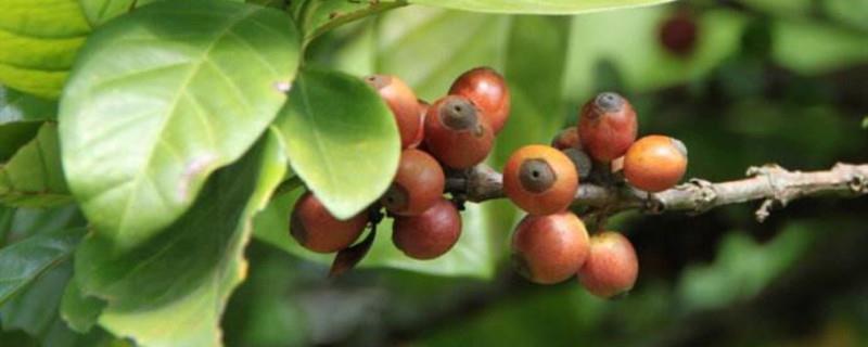 Coffee tree planting and precautions