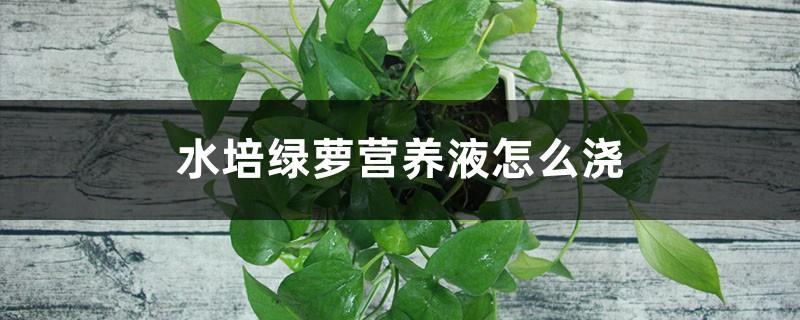 How to pour nutrient solution for hydroponic pothos