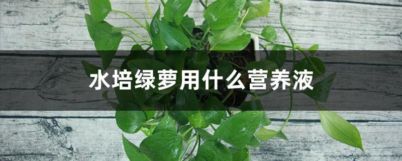 What nutrient solution is used to grow green radish in water