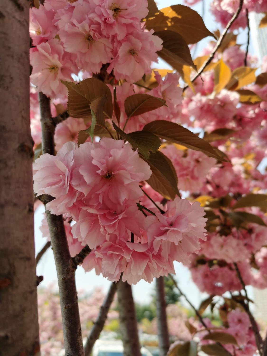 Sakura