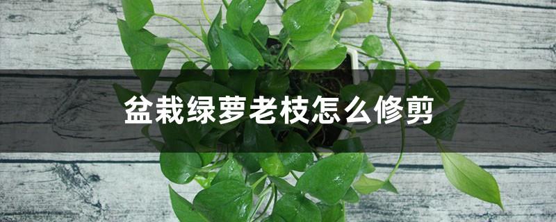 How to prune old branches of potted pothos