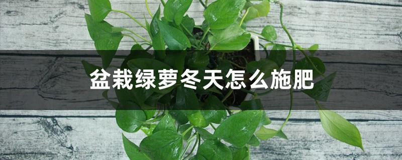 How to fertilize potted pothos in winter