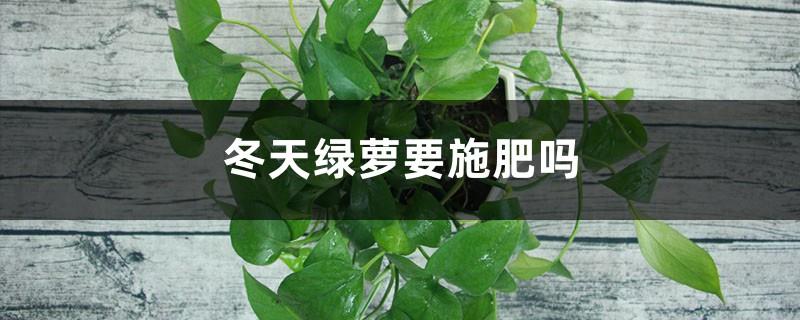 Do you need to fertilize green radish in winter?