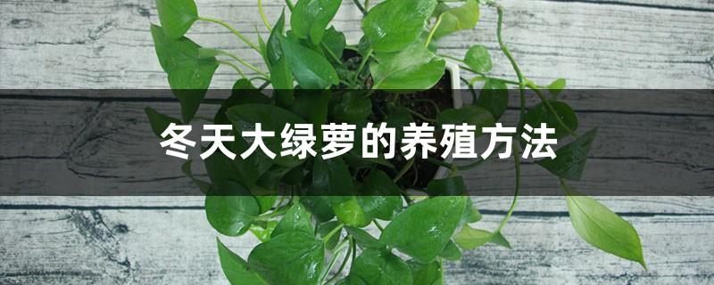 How to breed big green radish in winter