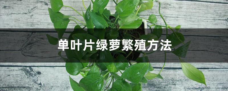 Single-leaf Pothos propagation method