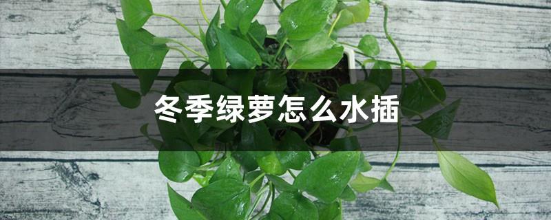 How to plant pothos in water in winter