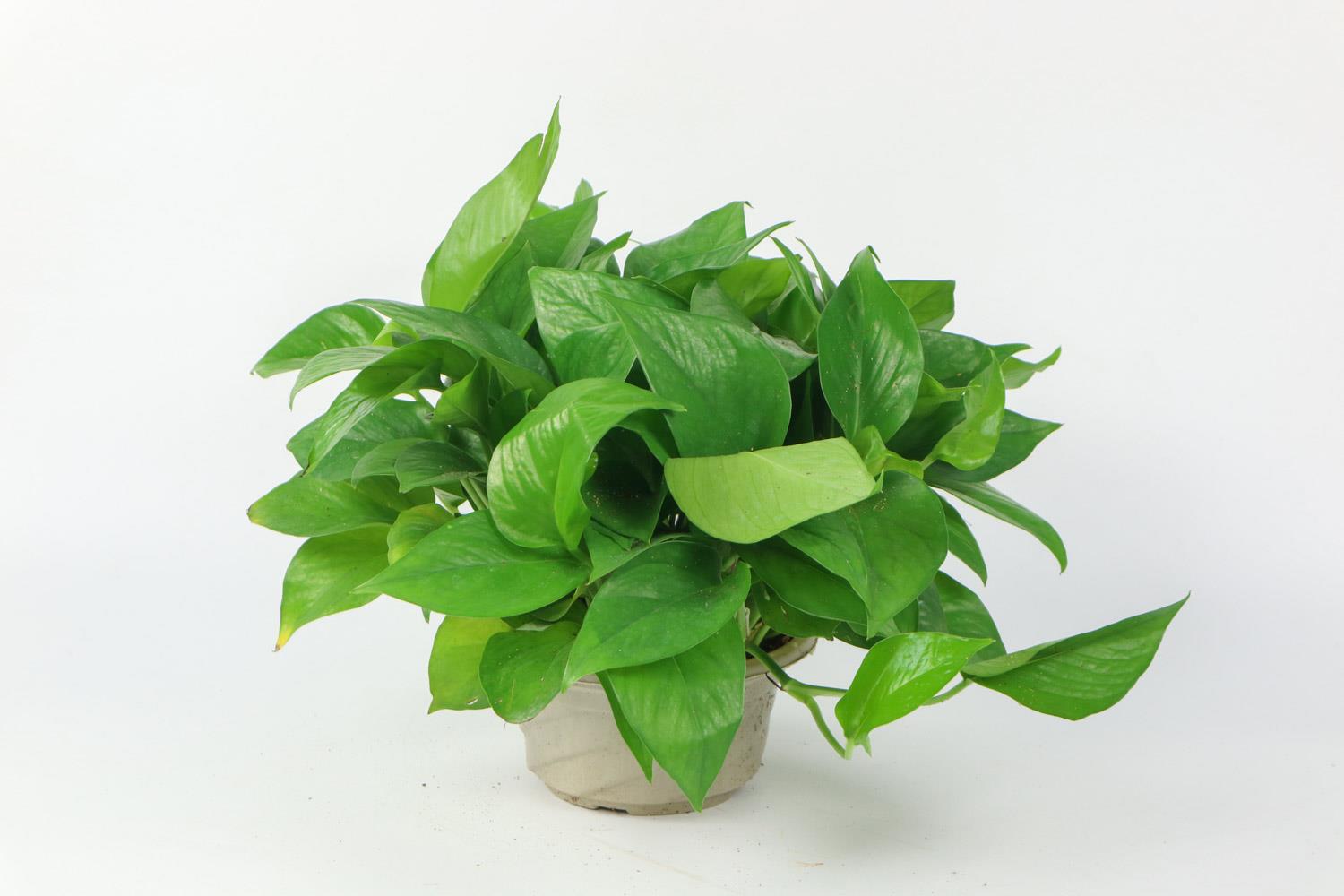 Pothos