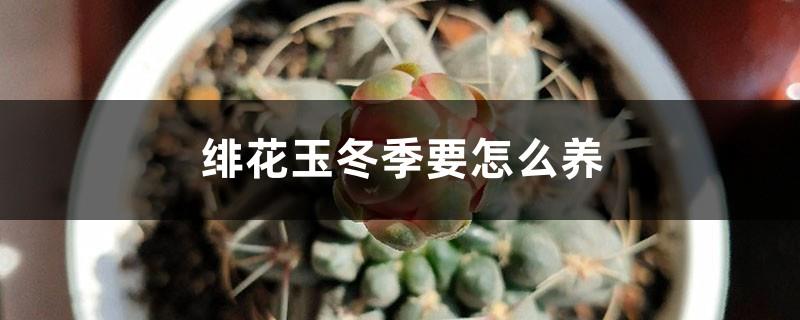 How to raise Feihua Jade in winter