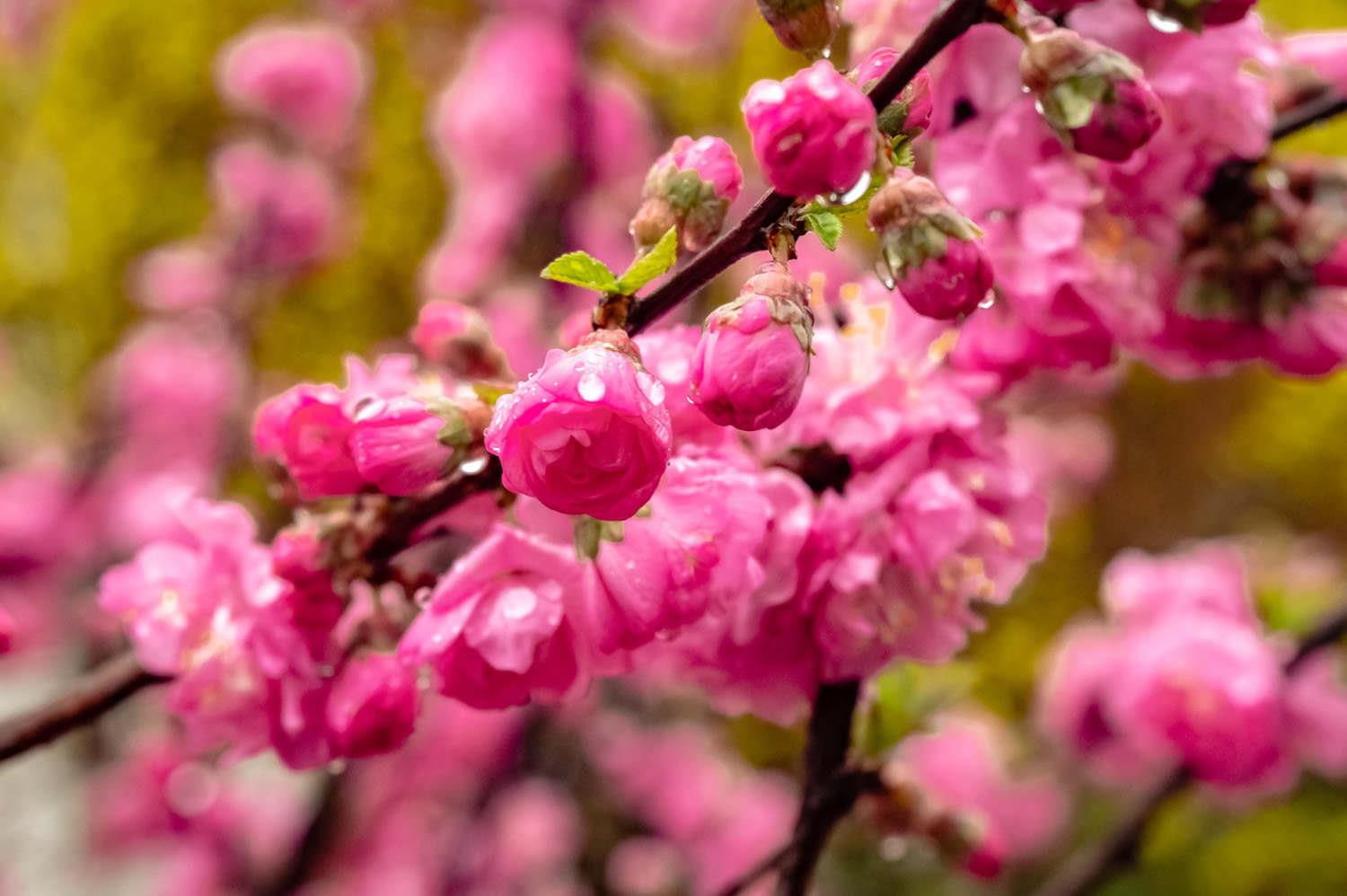 Elm Leaf Plum