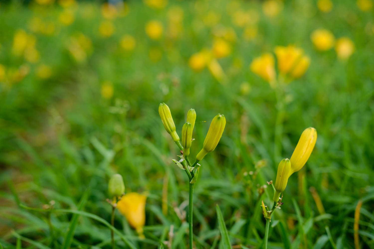 Hemerocallis fulva