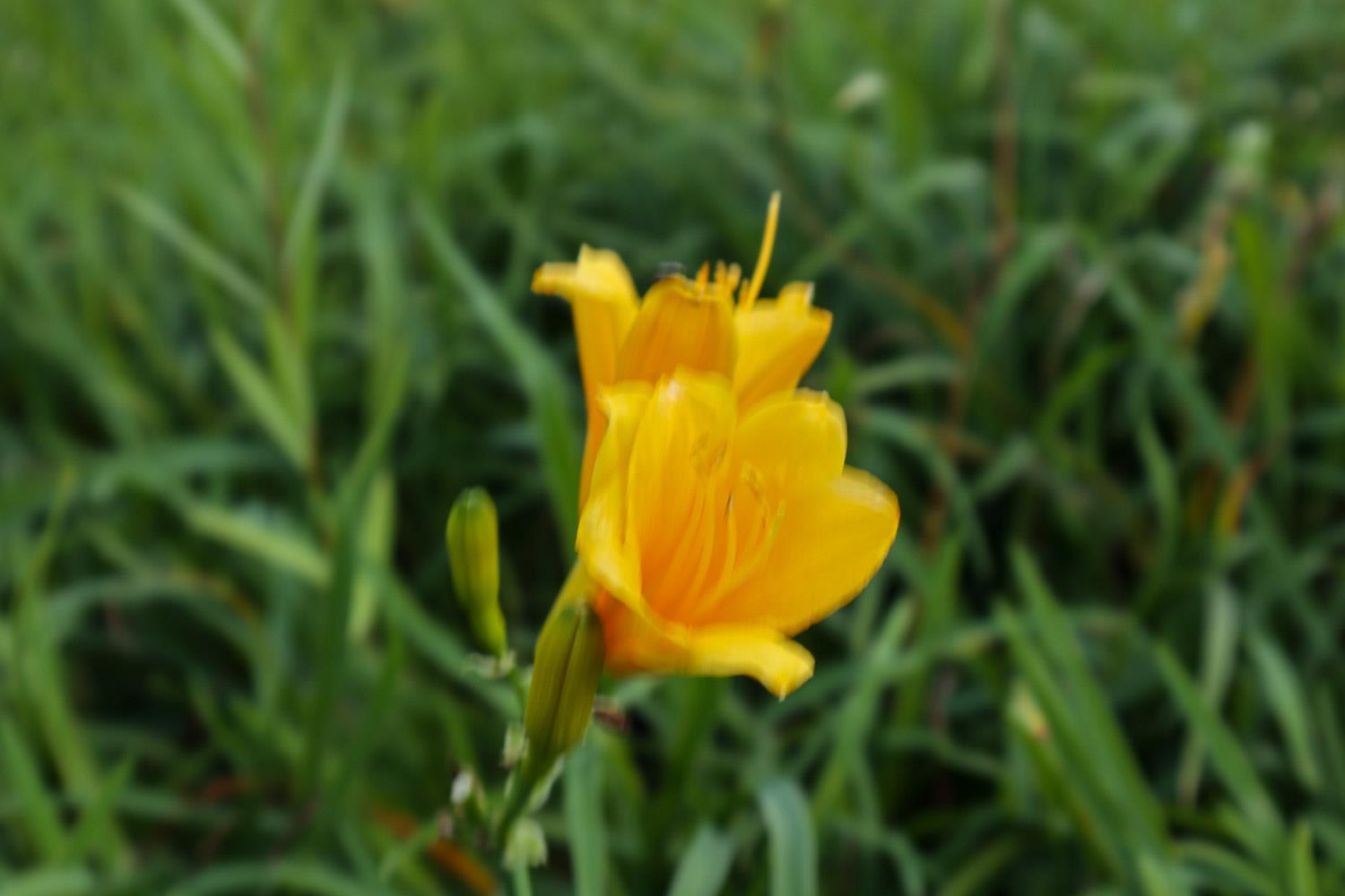 Hemerocallis fulva