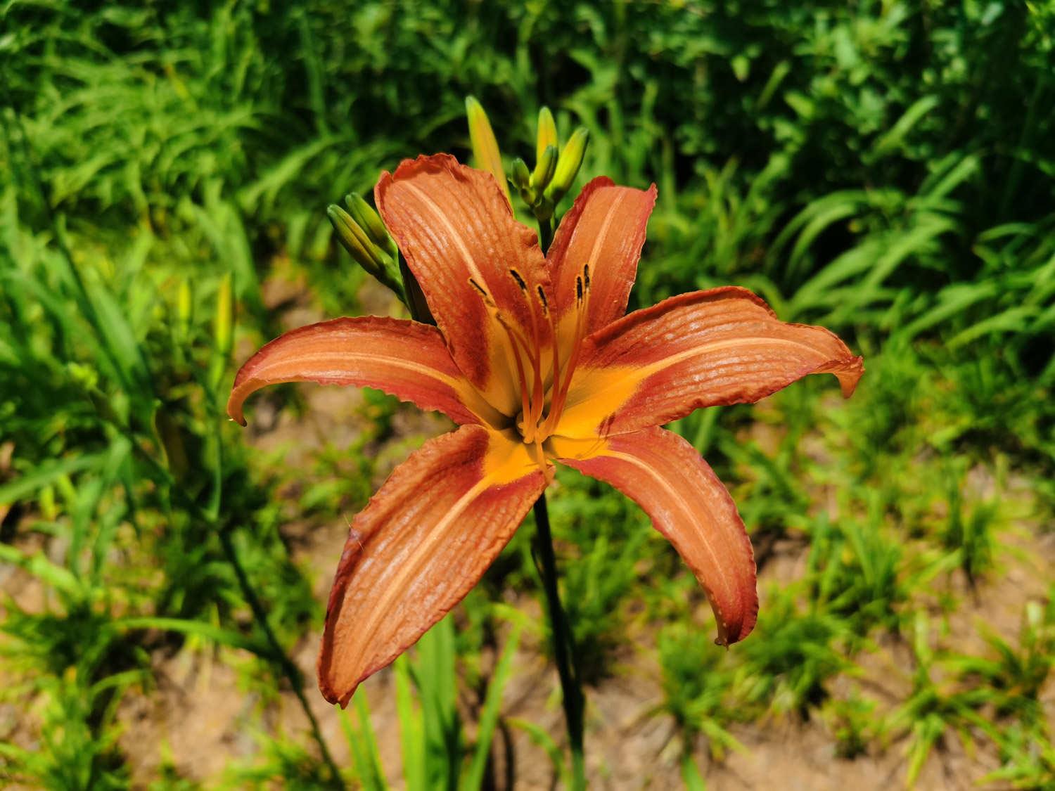 Hemerocallis fulva