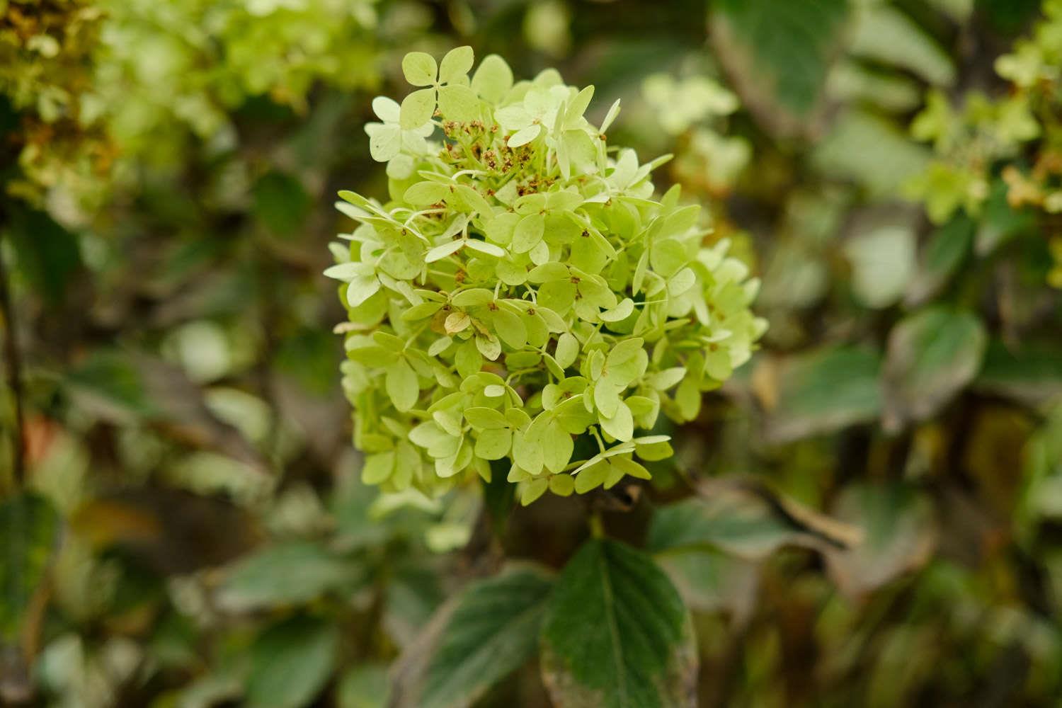 Hydrangea