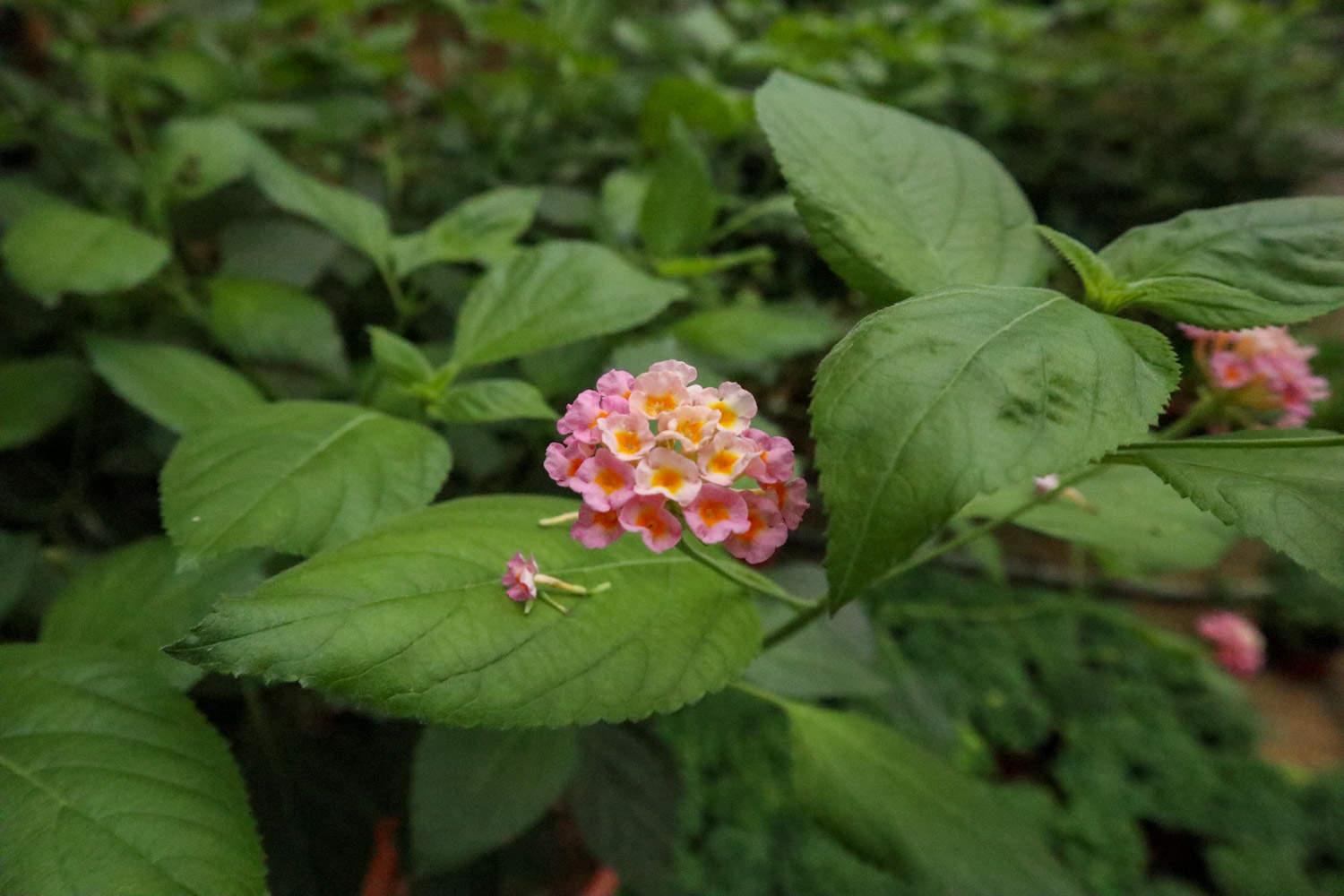 Five-Colored Plum