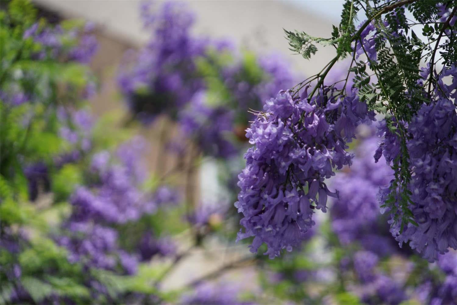 Jacaranda