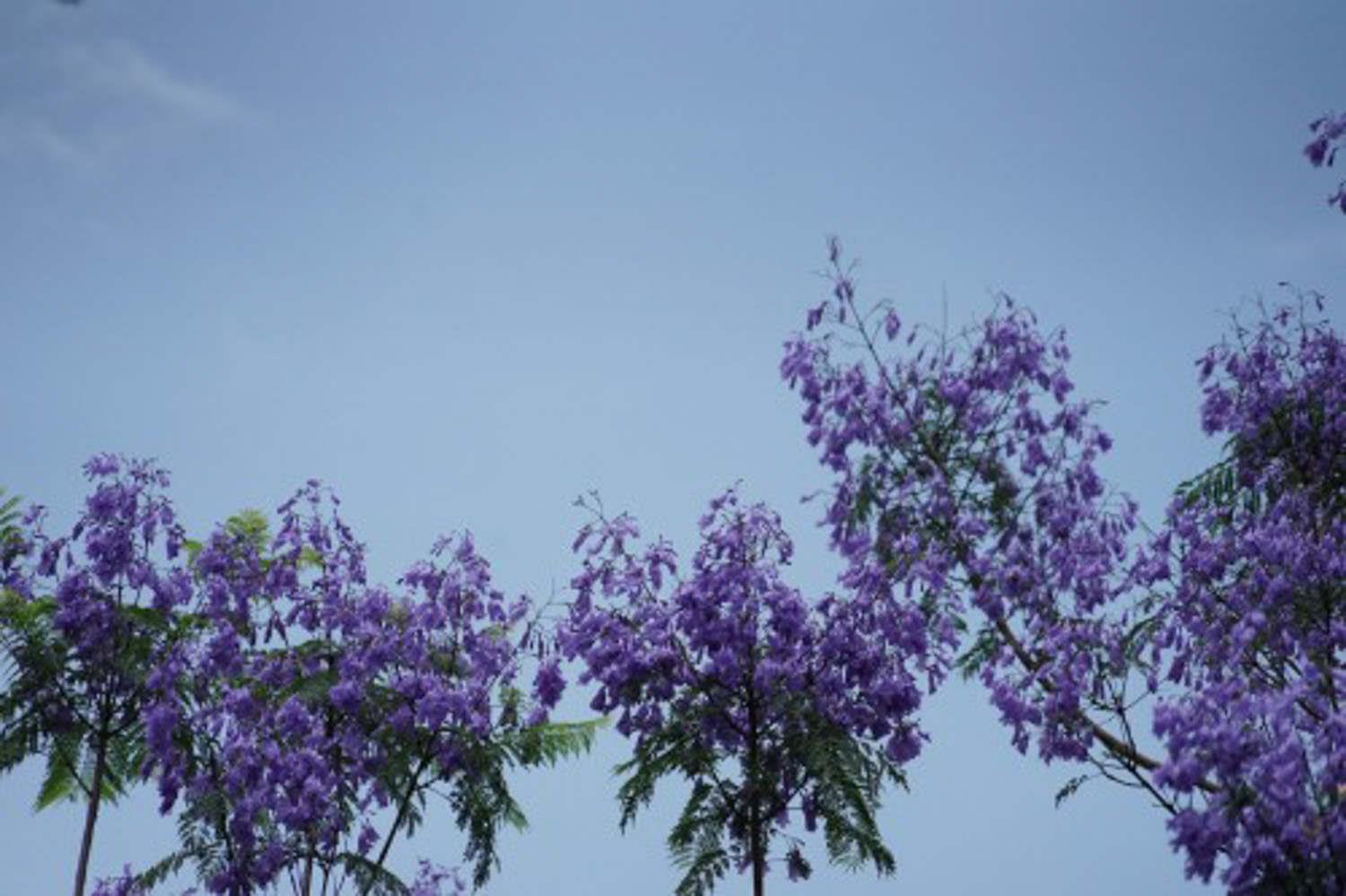 Jacaranda